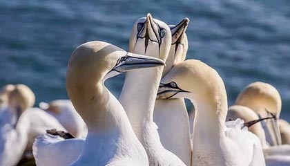 双鸭山伴游，定制QQ：3494206190微信：act1322